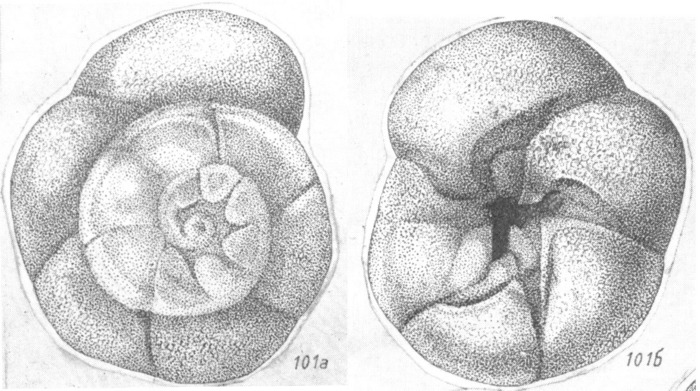 Ammonia astera Shchedrina, 1984 Holotype Ammonia astera Shchedrina, 1984 Holotype