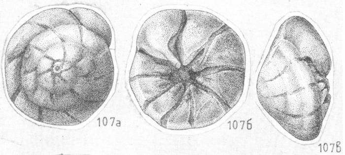 Ammonia dilucida Shchedrina 1984 Holotype Ammonia dilucida Shchedrina 1984 Holotype