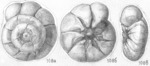 Ammonia formosa Shchedrina, 1984