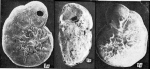 Ammonia agoiensis Yanko, 1990 Holotype
