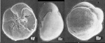 Ammonia caucasica Yanko 1990 Holotype