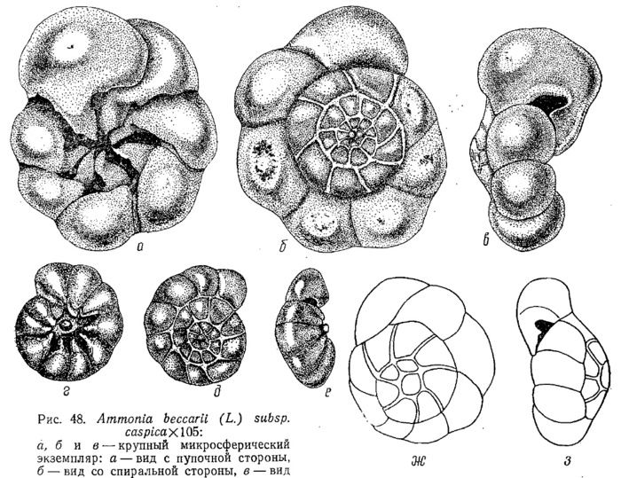 Ammonia beccarii subsp. caspica Shchedrina in Mayer, 1968 Types Ammonia beccarii subsp. caspica Shchedrina in Mayer, 1968 Types