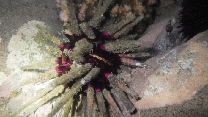 Prionocidaris pistillaris