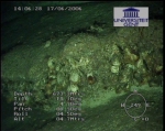 First ROV-pictures (1)