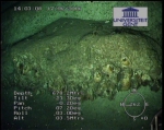 First ROV-pictures (2)