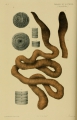 Megascolides australis McCoy original plate
