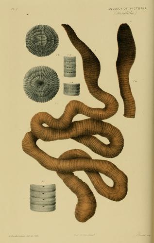 Megascolides australis McCoy original plate Megascolides australis McCoy original plate