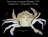 Liocarcinus corrugatus, author: Sylvain Clanzig