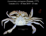 Liocarcinus corrugatus, author: Sylvain Clanzig