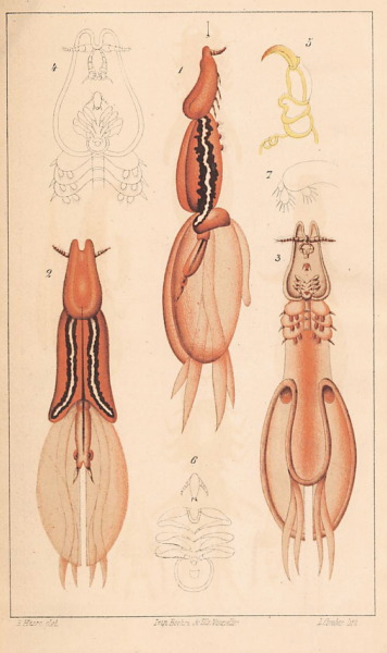 Hesse, 1878 Hesse, 1878