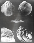 Amphistegina bicirculata Larsen, 1976, author: Le Coze, François