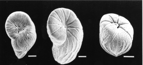 Floresina amphiphaga Hallock & Talge, 1994 Floresina amphiphaga Hallock & Talge, 1994
