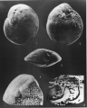 Amphistegina lobifera Larsen, 1976, author: Le Coze, Franis