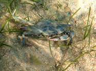 Callinectes sapidus