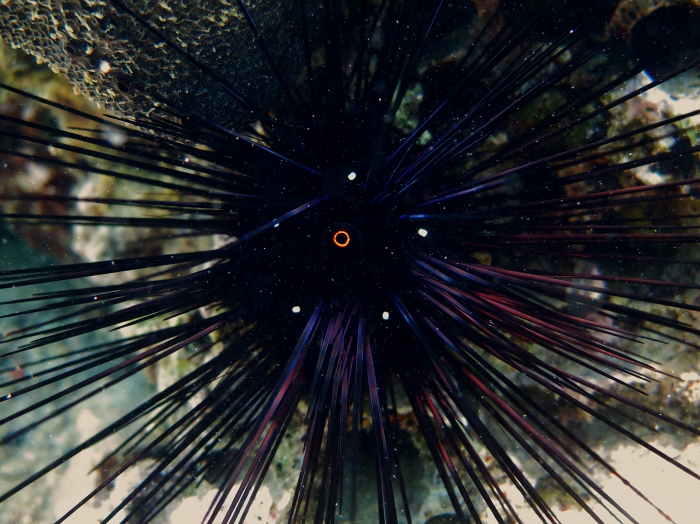 Diadema setosum Diadema setosum