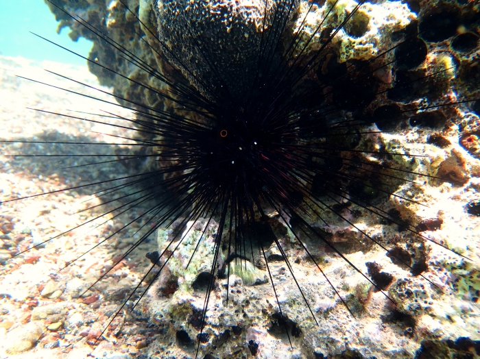 Diadema setosum Diadema setosum