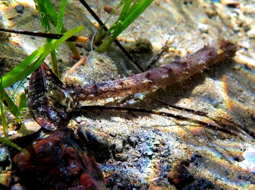 Holothuria impatiens Holothuria impatiens