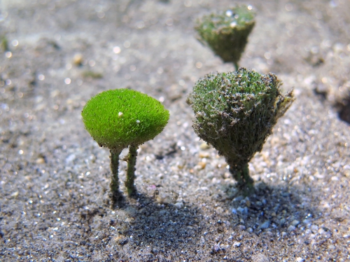 Penicillus capitatus Penicillus capitatus