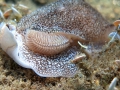 Pleurobranchida