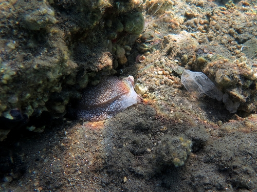 Pleurobranchaea meckeli Pleurobranchaea meckeli