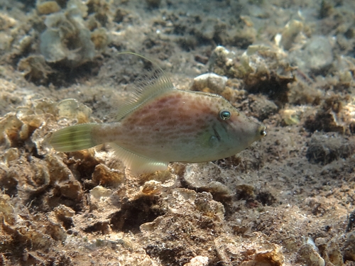 Stephanolepis diaspros Stephanolepis diaspros