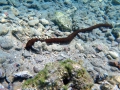 Synaptula reciprocans