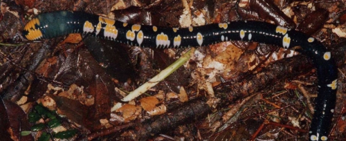 Original image (S. James) of Archipheretima middletoni Original image (S. James) of Archipheretima middletoni