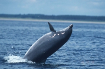 Tursiops truncatus - bottlenose dolphin