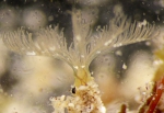 Amphiglena joyceae live, in situ