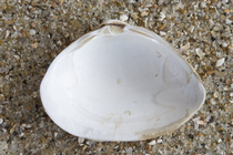 Shell subtruncate surf clam