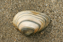 Shell subtruncate surf clam