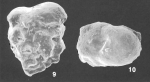 Textularia crenata T. C. Cheng and Zheng identified specimen