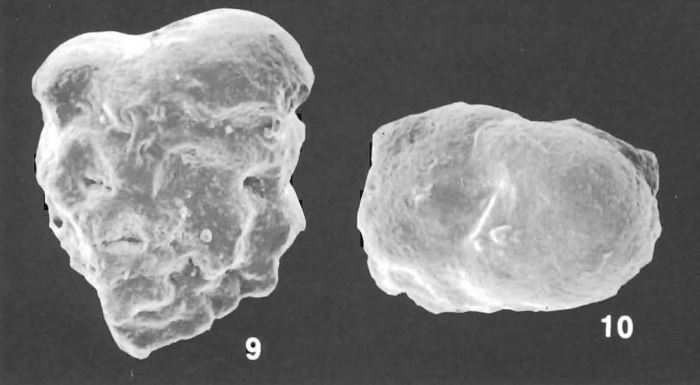 Textularia crenata T. C. Cheng and Zheng identified specimen Textularia crenata T. C. Cheng and Zheng identified specimen