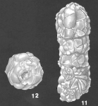Bigenerina nodosaria d'Orbigny identified specimen, author: Mamo, Briony