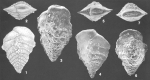 Semivulvulina dermouti (Boomgaart) identified specimens