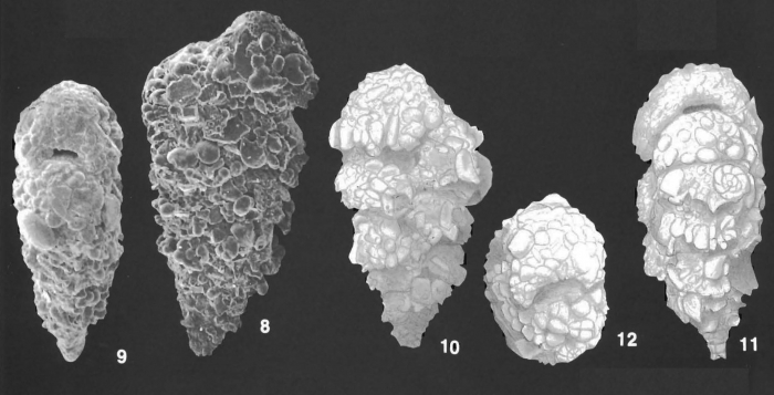 Textularia agglutinans d'Orbigny identified specimens Textularia agglutinans d'Orbigny identified specimens