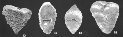 Textularia lateralis Lalicker identified specimens, author: Mamo, Briony