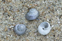 Fossil shell pointed topsnail