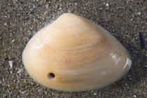 Borehole by necklace shell