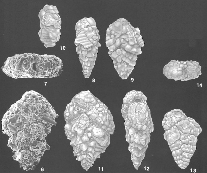 Textularia foliacea Heron-Allen & Earland Identified Specimens Textularia foliacea Heron-Allen & Earland Identified Specimens