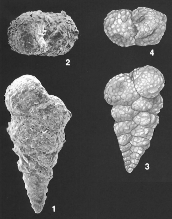 Textularia cushmani Said Identified Specimens Textularia cushmani Said Identified Specimens