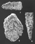 Textularia milletti Cushman, 1911 Identified Specimen