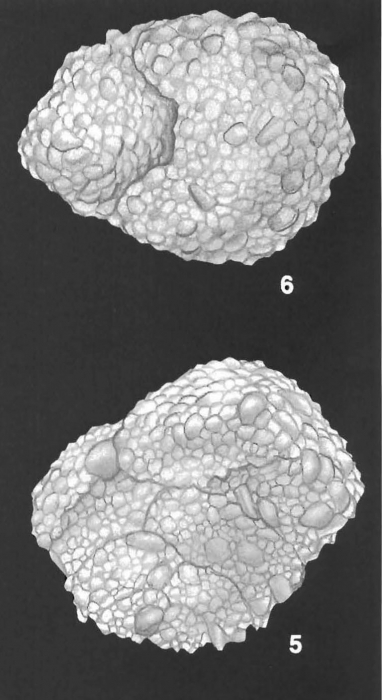 Textularia pseudosolita Zheng Identified Specimen Textularia pseudosolita Zheng Identified Specimen
