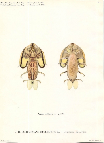 Argulus multicolor Argulus multicolor