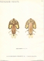 Branchiura