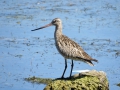 Bar-tailed Godwit (Limosa lapponica), juvenile.