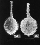 Lagena hispidoannulata Albani & Yassini, 1989