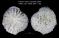 Patinella radiata