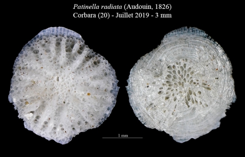 Patinella radiata