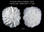 Bryozoa